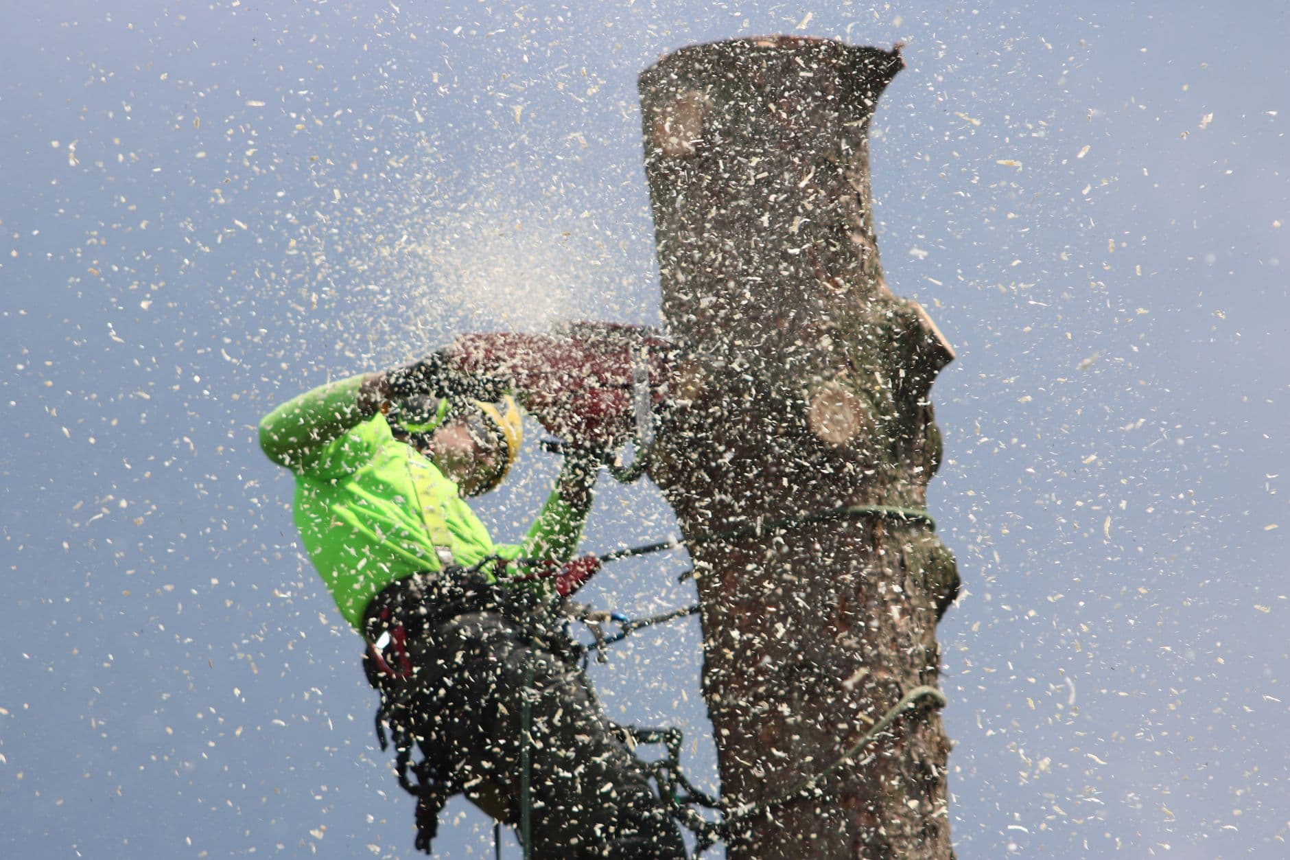 Tree Service